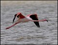_9SB1044 greater flamingo